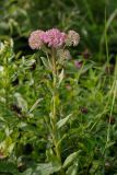 Смотреть изображение Hylotelephium triphyllum