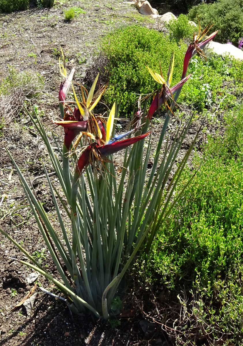 Image of Strelitzia juncea specimen.