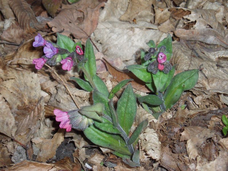 Изображение особи Pulmonaria obscura.