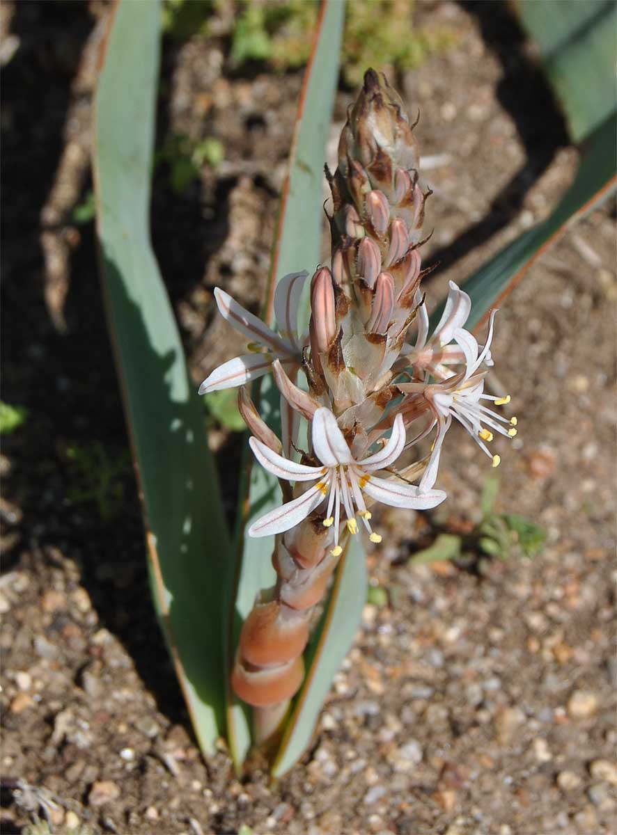 Изображение особи Trachyandra falcata.