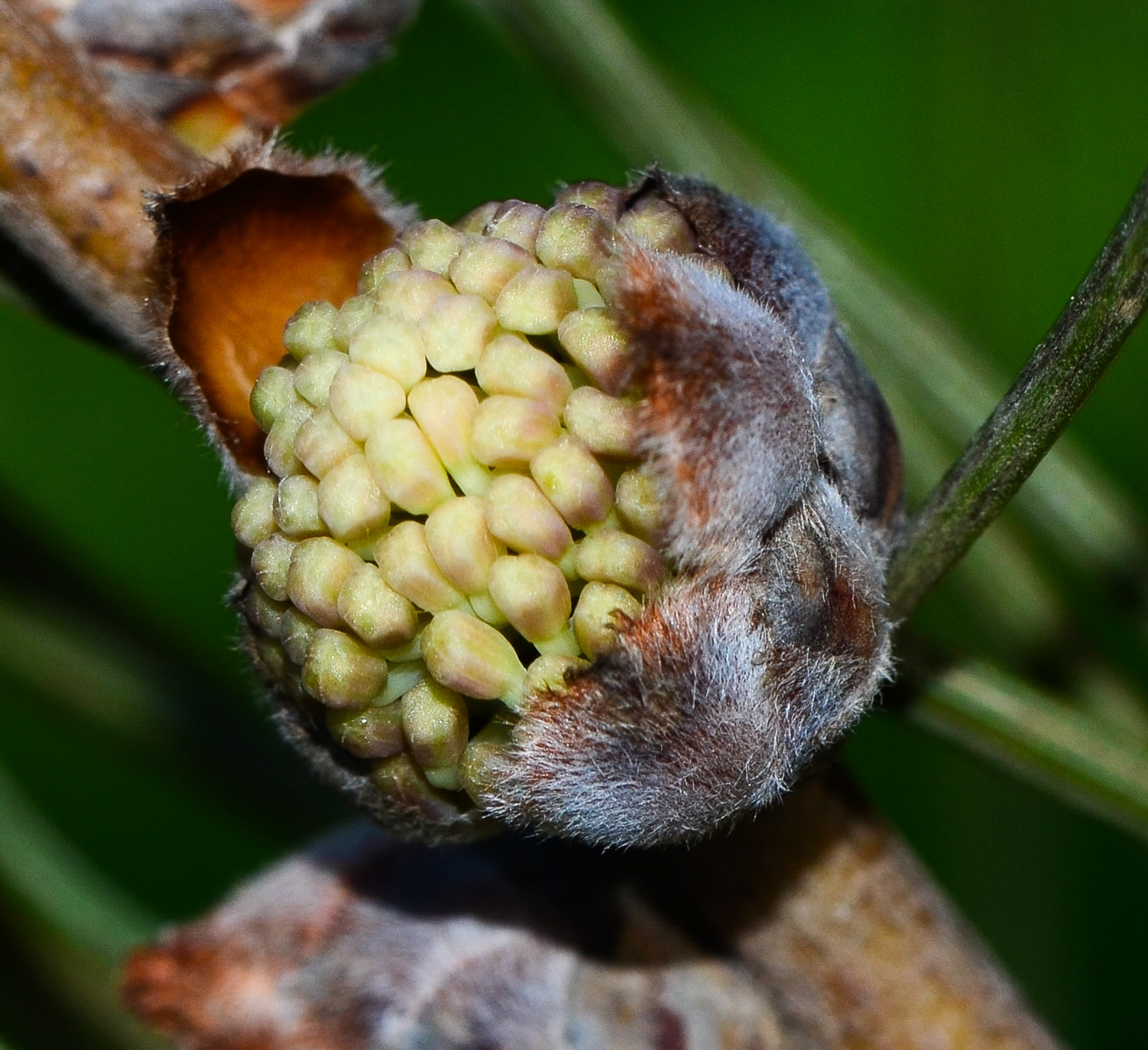 Image of Hakea scoparia specimen.