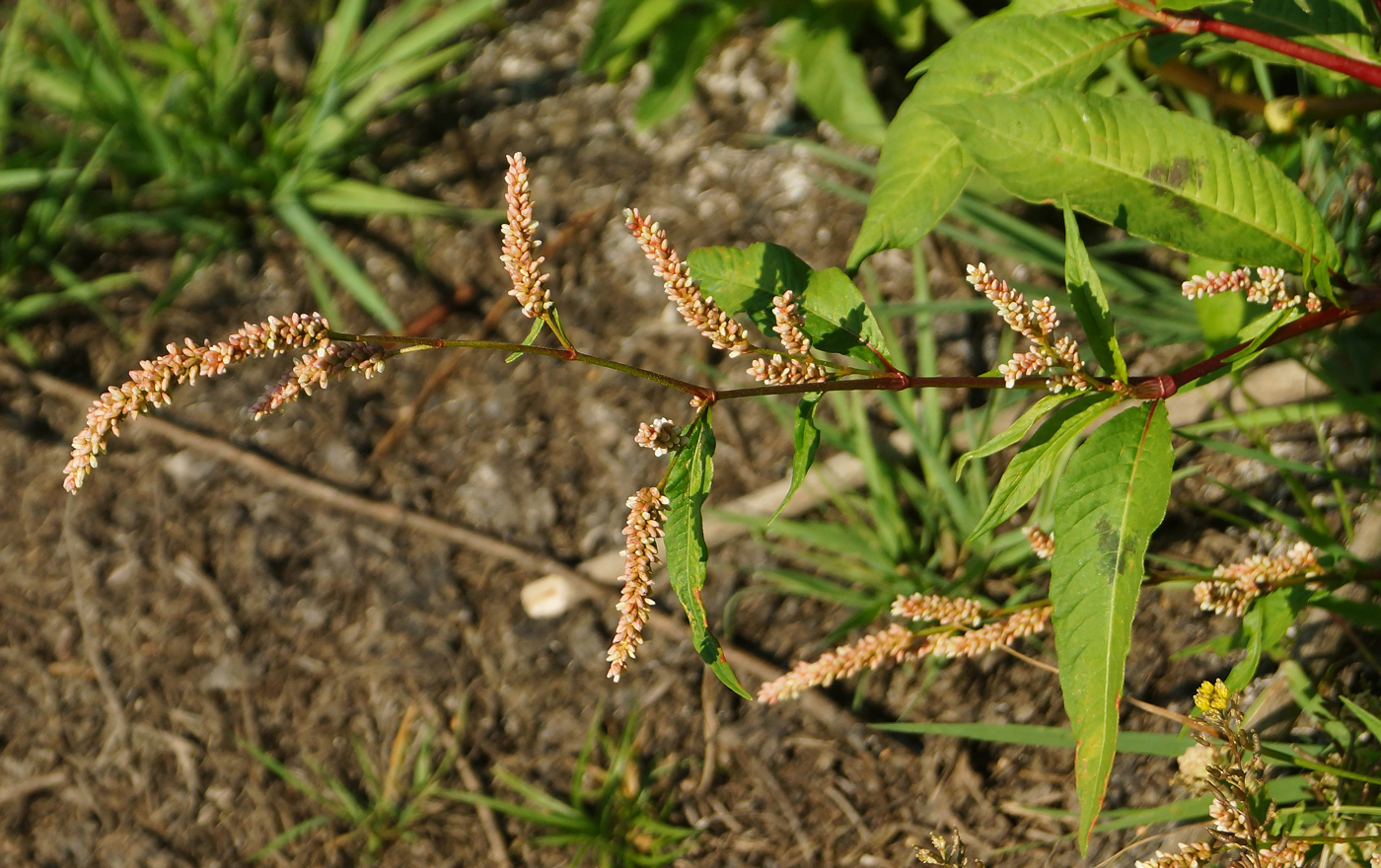 Image of Persicaria lapathifolia specimen.