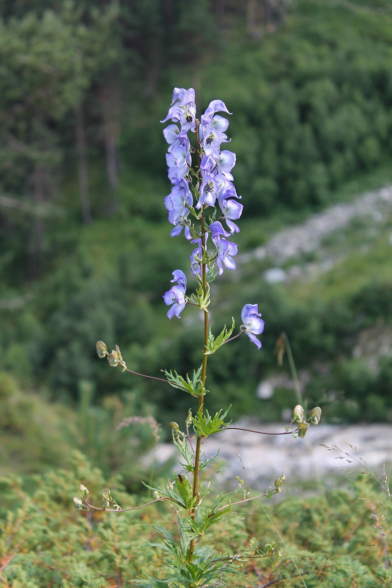 Image of Aconitum nasutum specimen.