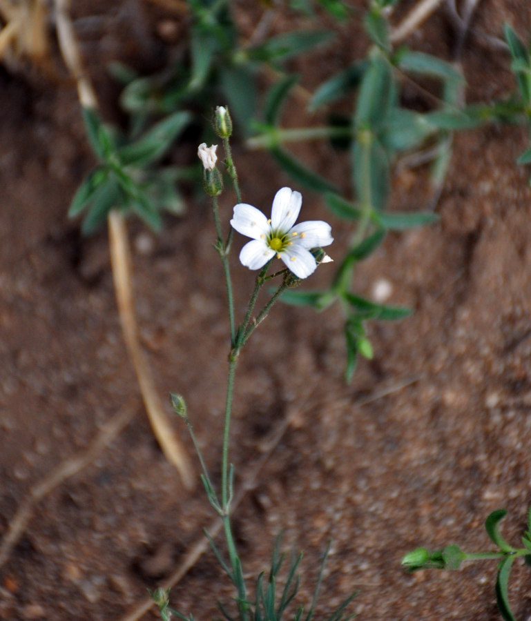 Image of genus Eremogone specimen.