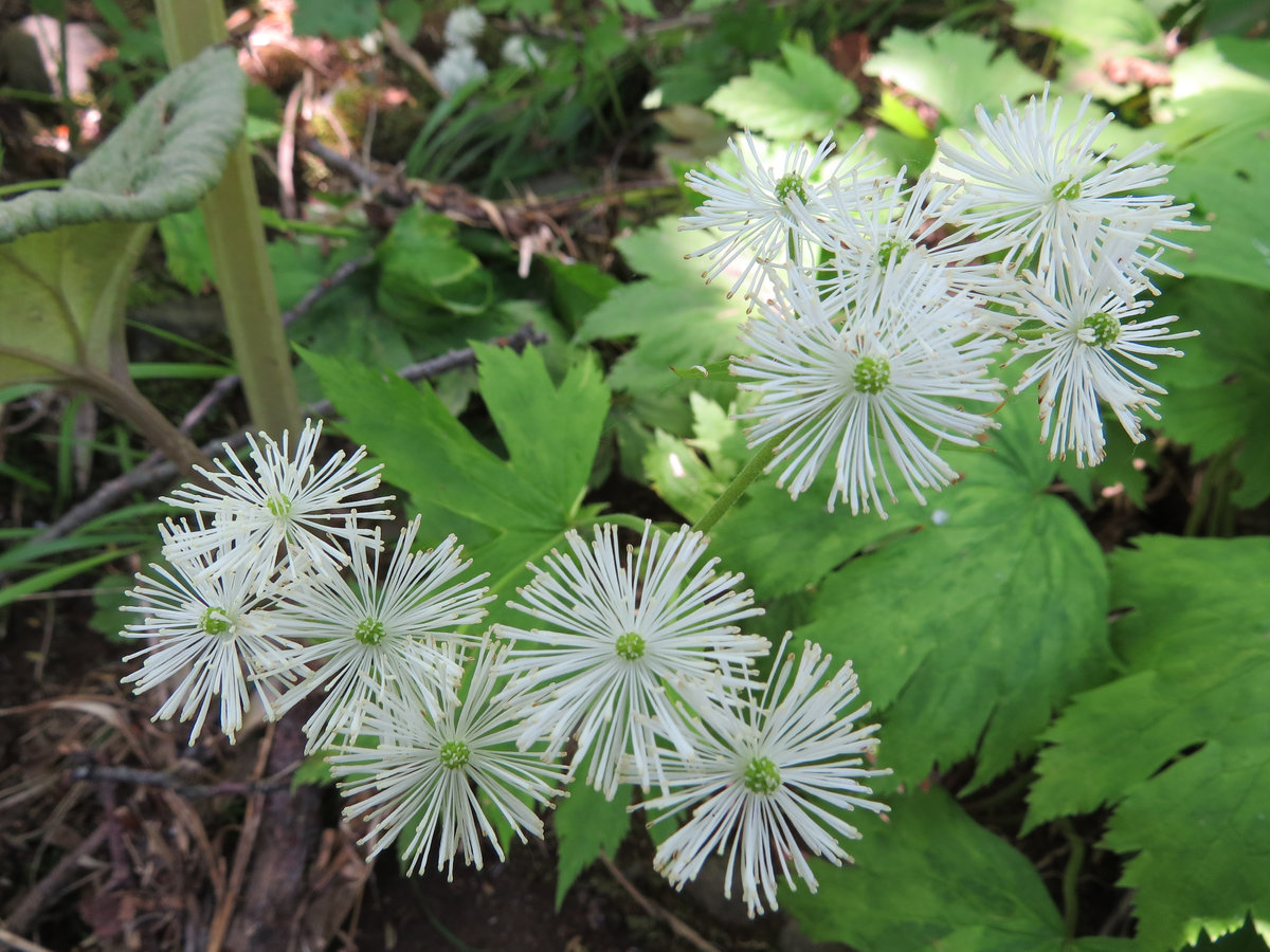 Изображение особи Trautvetteria japonica.