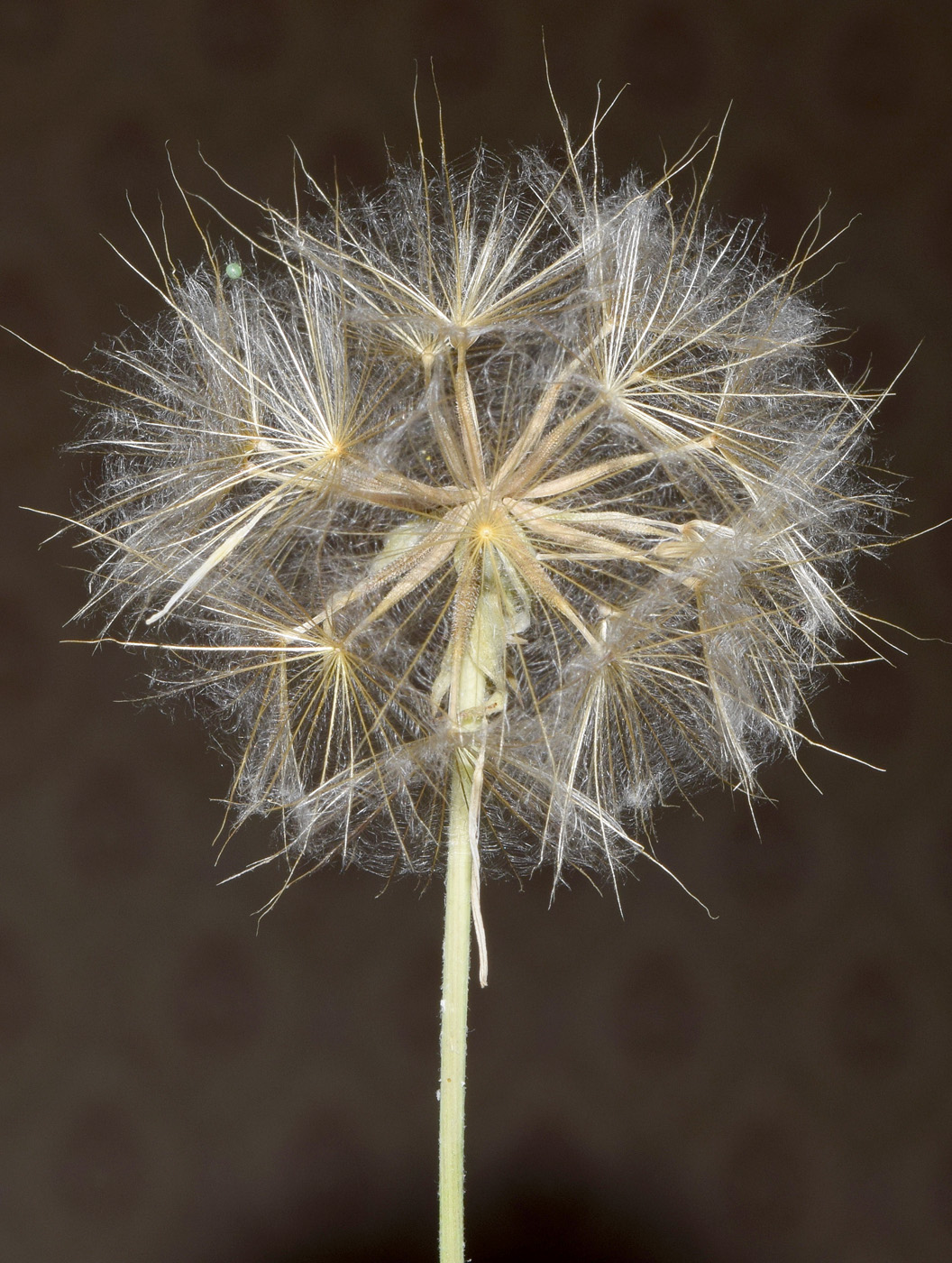 Image of Tragopogon graminifolius specimen.