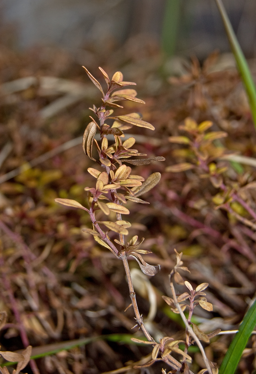 Image of genus Thymus specimen.