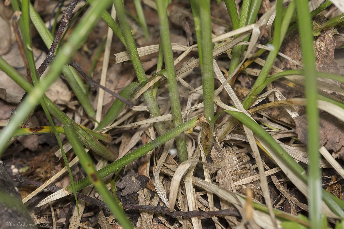 Изображение особи Carex muricata.