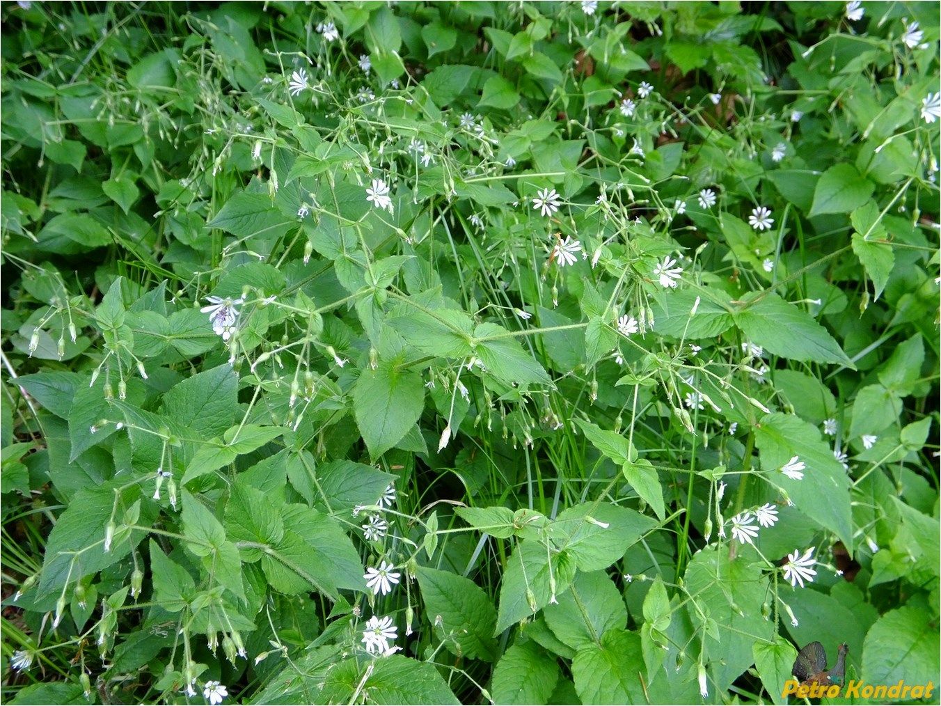 Image of Stellaria nemorum specimen.