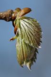 Corylus avellana