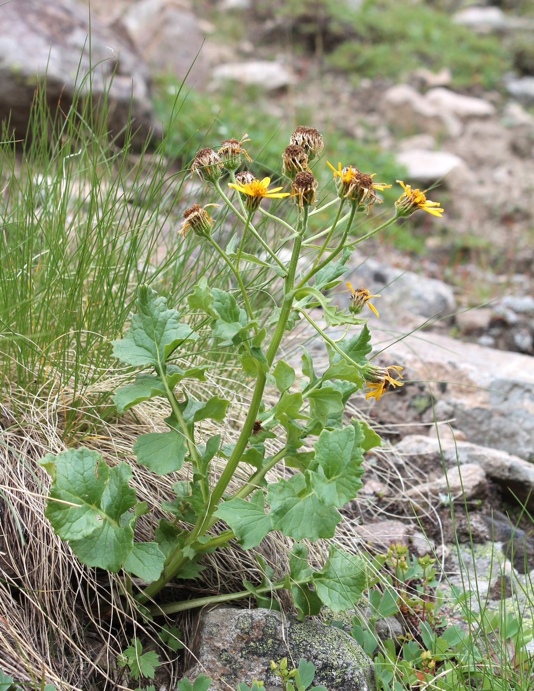 Image of Senecio taraxacifolius specimen.