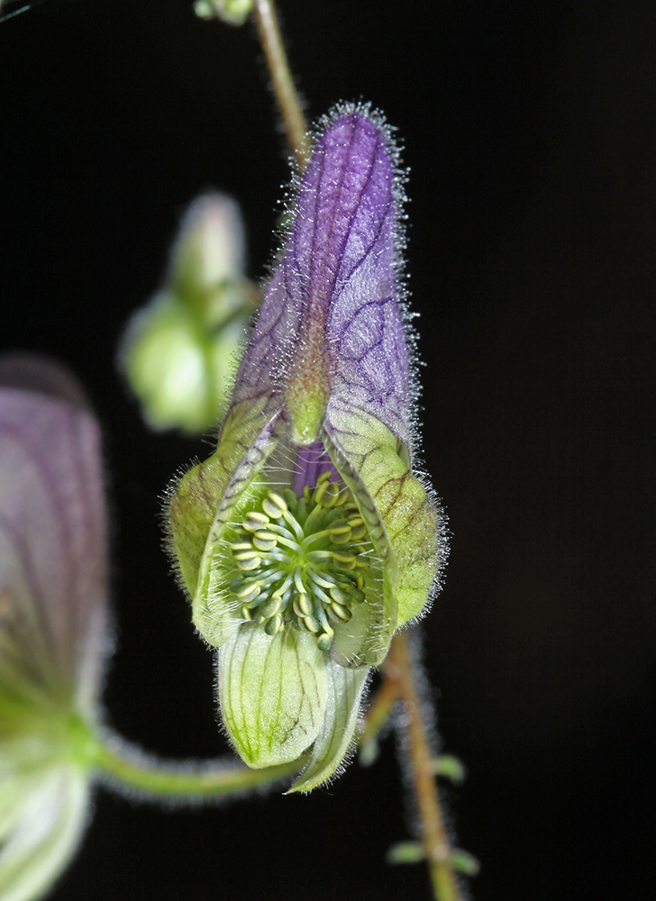 Image of Aconitum stoloniferum specimen.