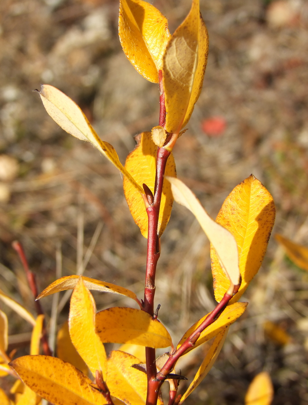 Image of Salix saxatilis specimen.