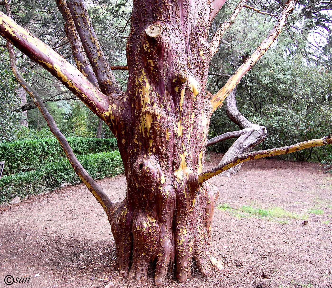 Image of Cupressus guadalupensis specimen.