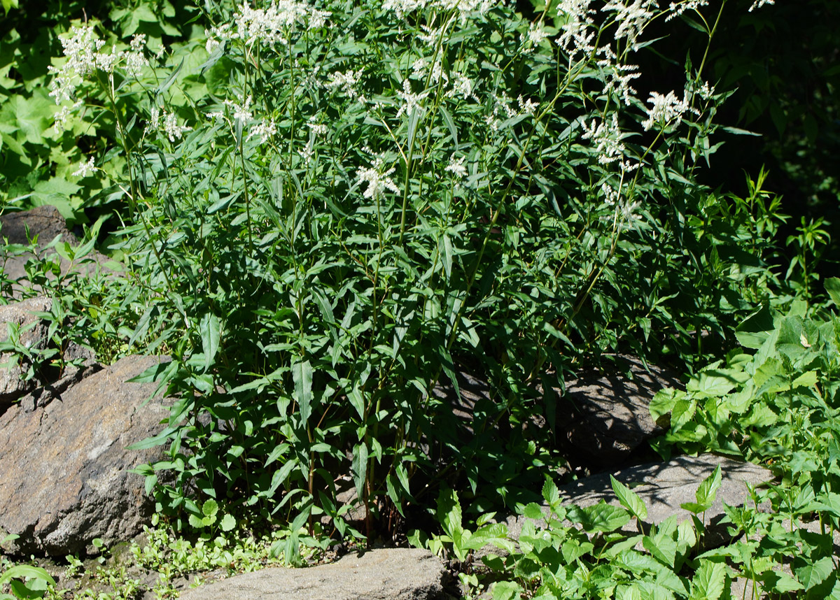 Image of Aconogonon alpinum specimen.