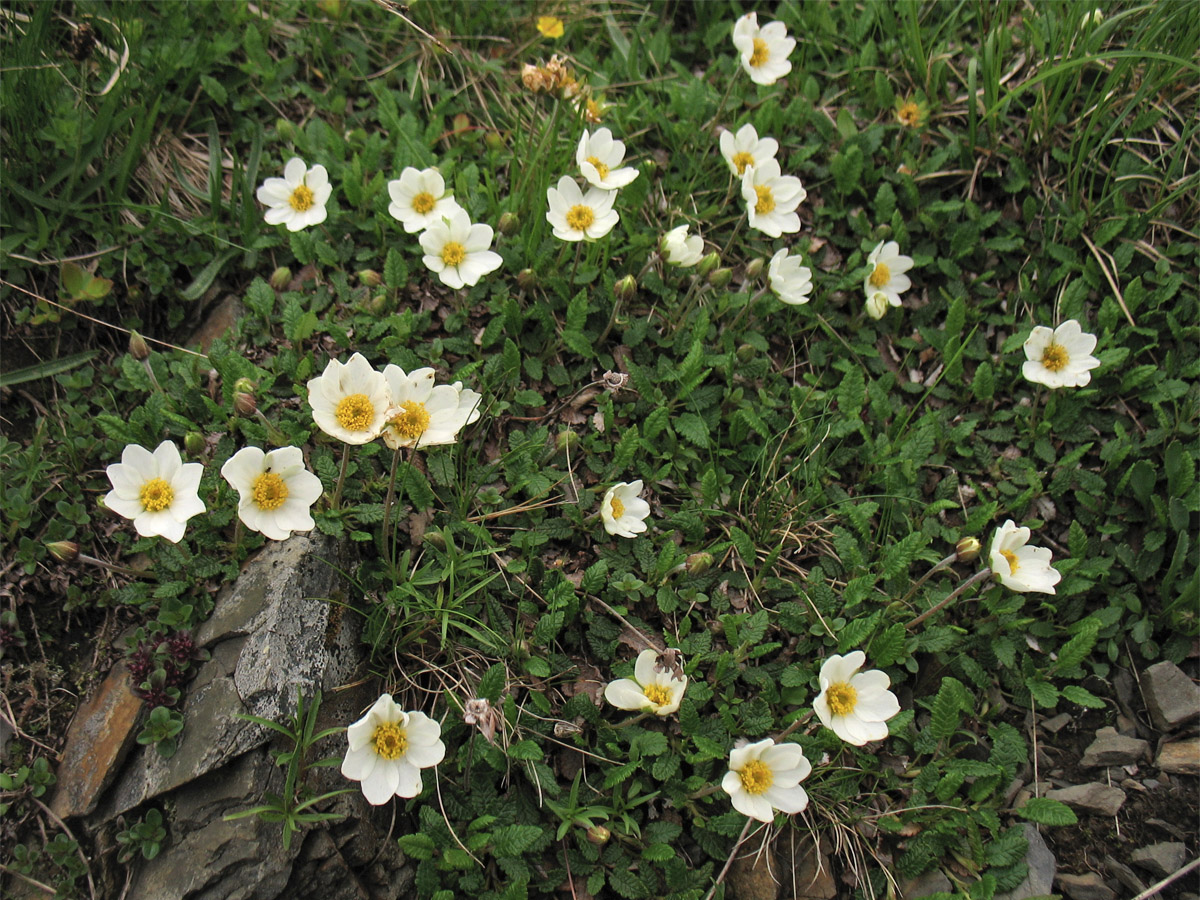 Image of Dryas octopetala specimen.