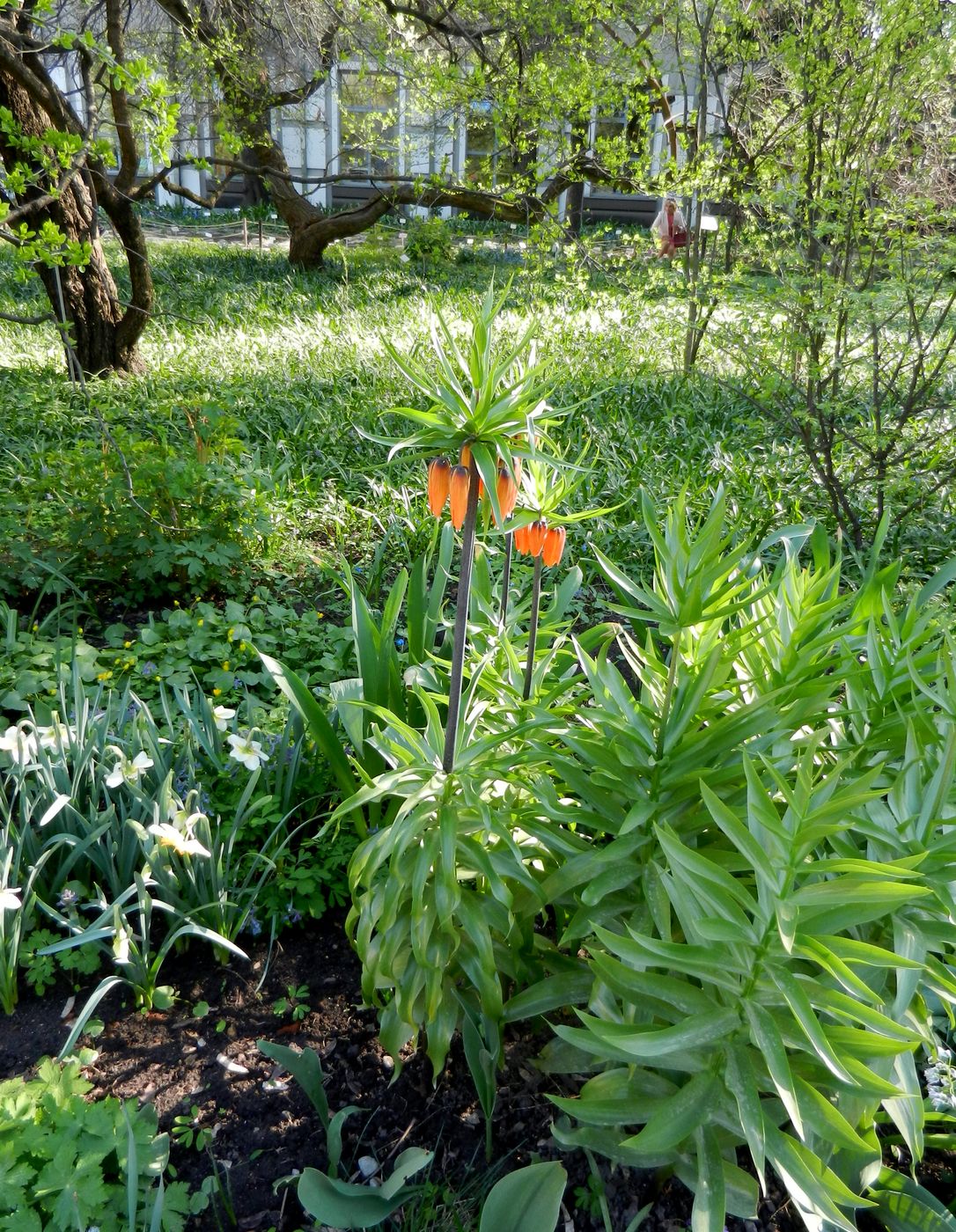 Image of Fritillaria imperialis specimen.