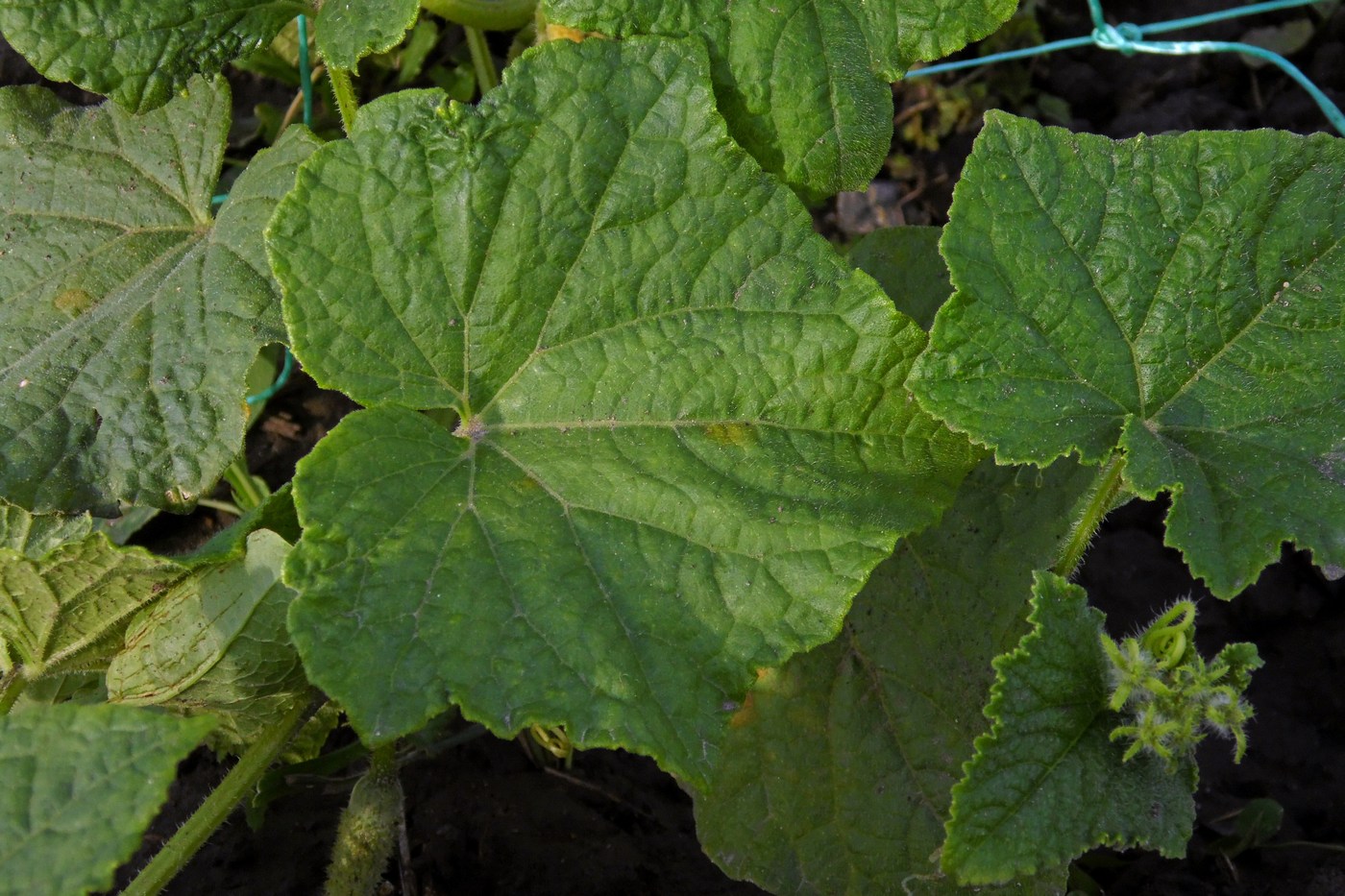 Image of Cucumis sativus specimen.