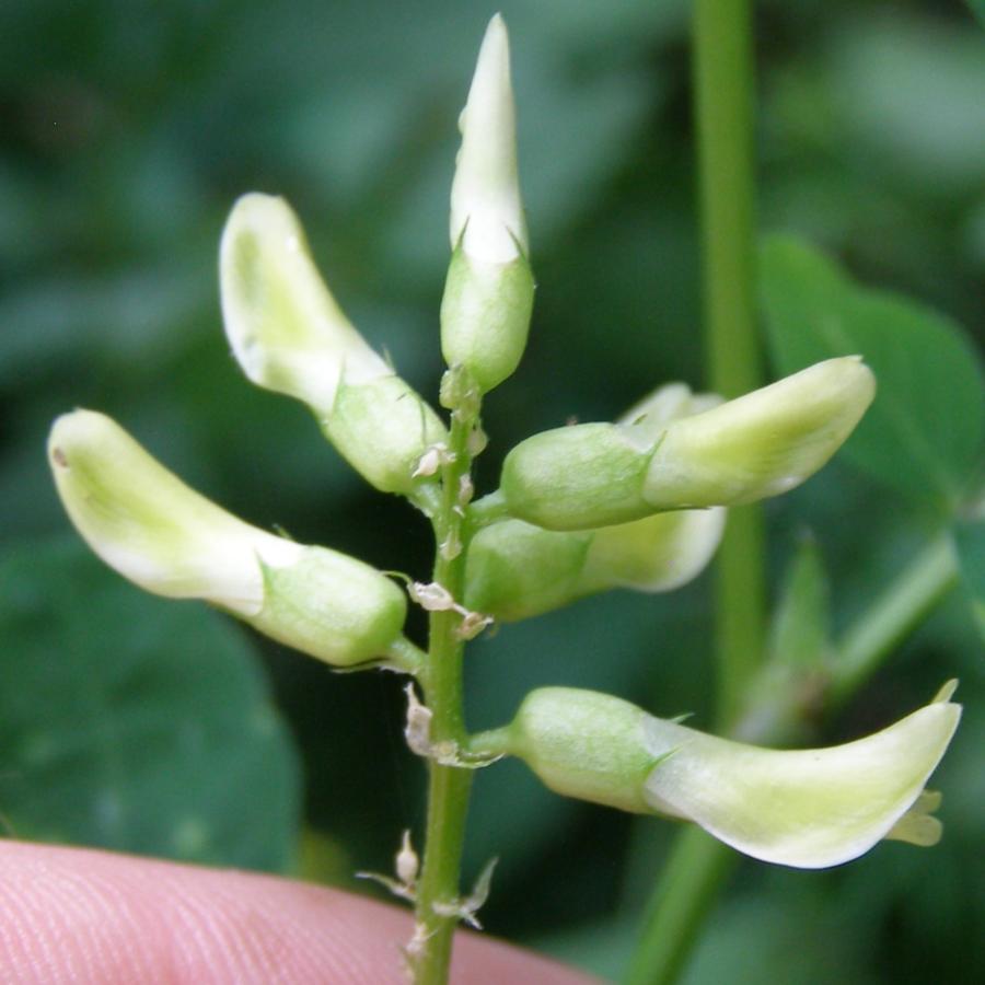 Image of Astragalus glycyphyllos specimen.