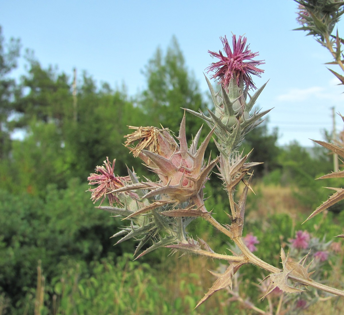 Изображение особи Carthamus glaucus.