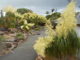 Beaucarnea recurvata. Цветущие растения. Австралия, г. Брисбен, ботанический сад. 27.12.2019.