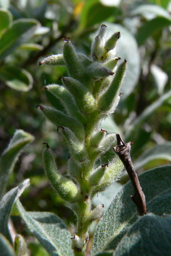 Изображение особи Salix glauca.