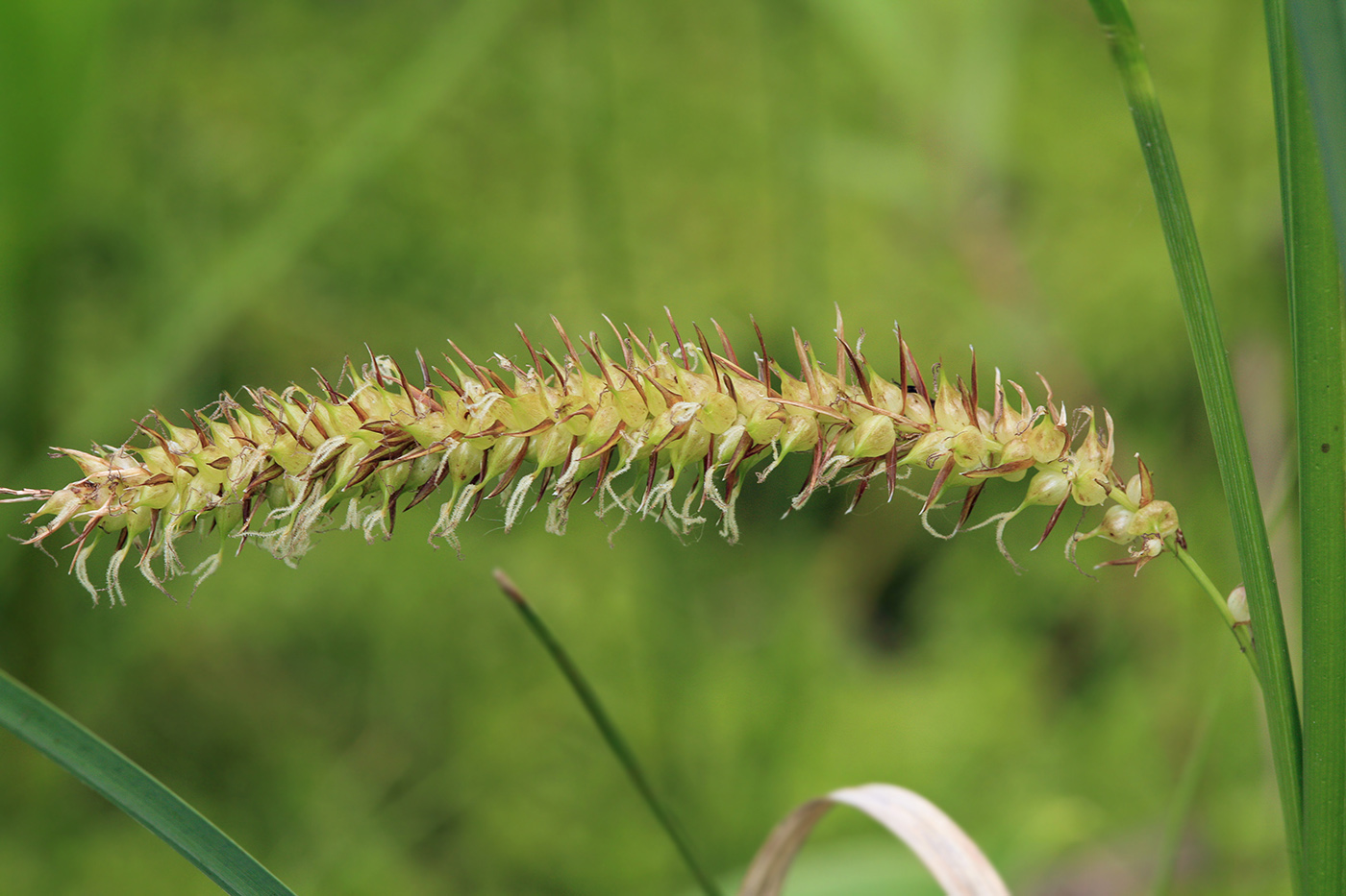 Изображение особи Carex rostrata.