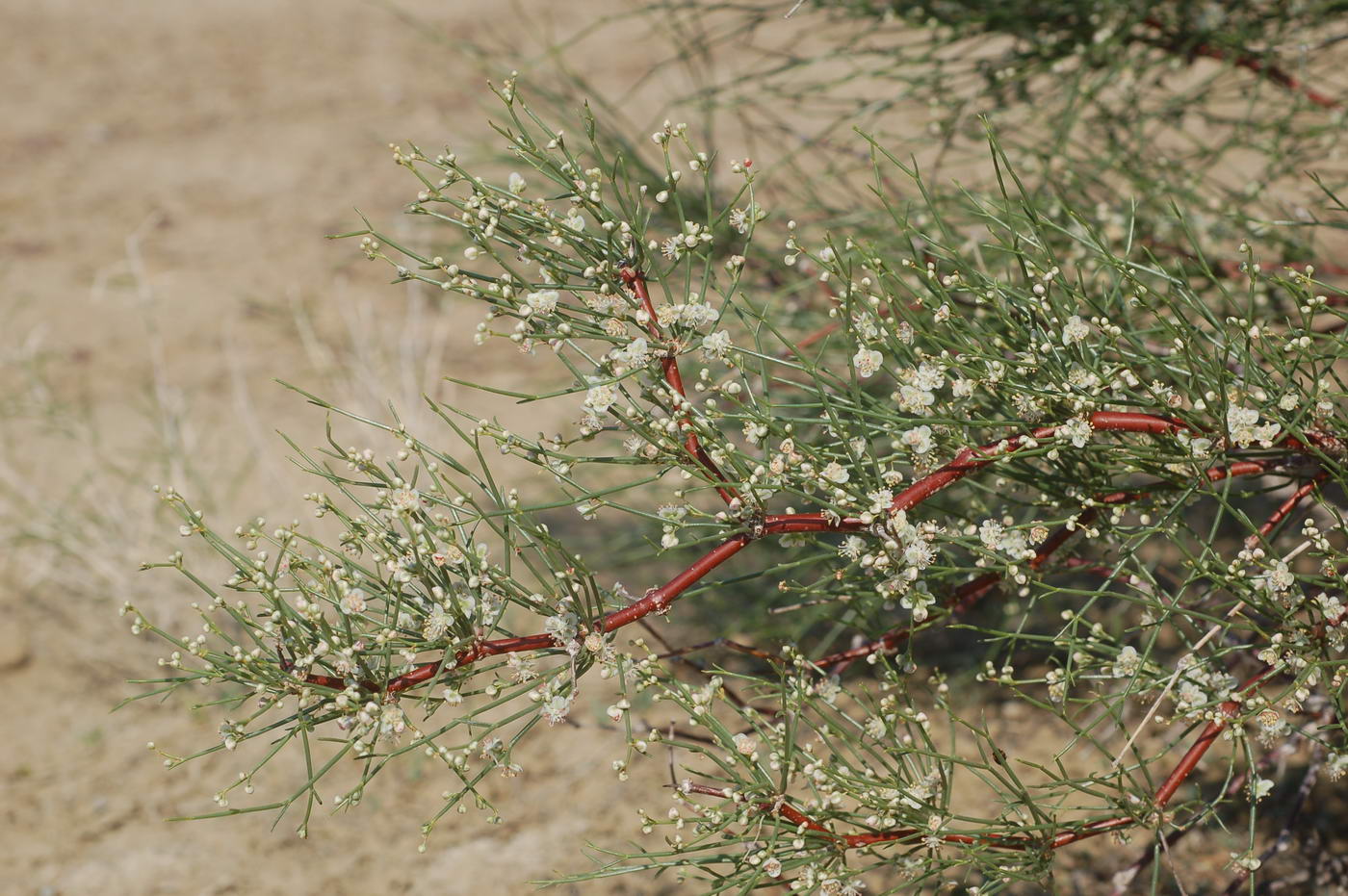 Изображение особи Calligonum aphyllum.