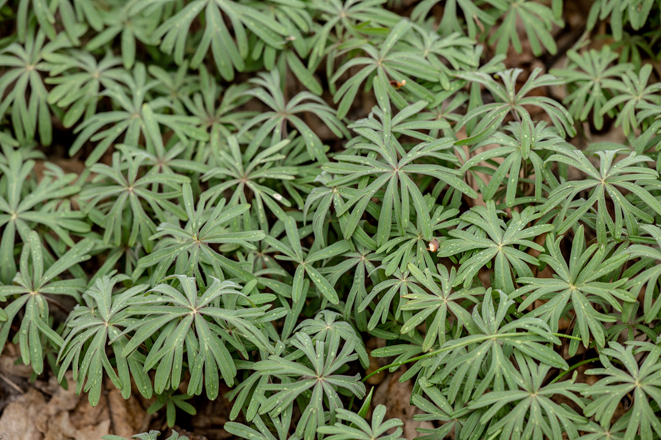 Image of familia Ranunculaceae specimen.