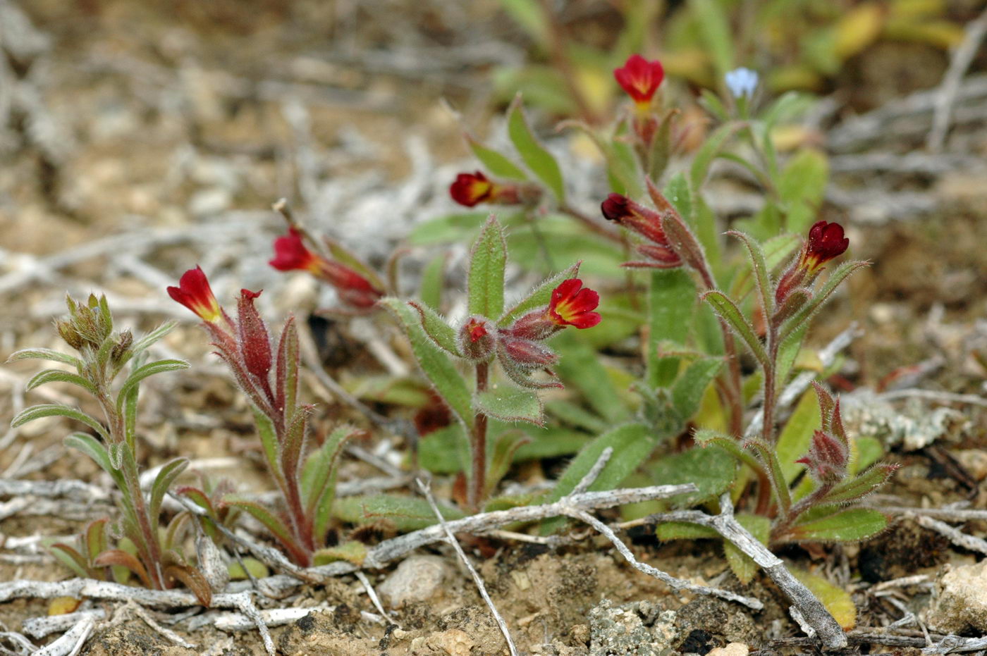 Image of Nonea caspica specimen.