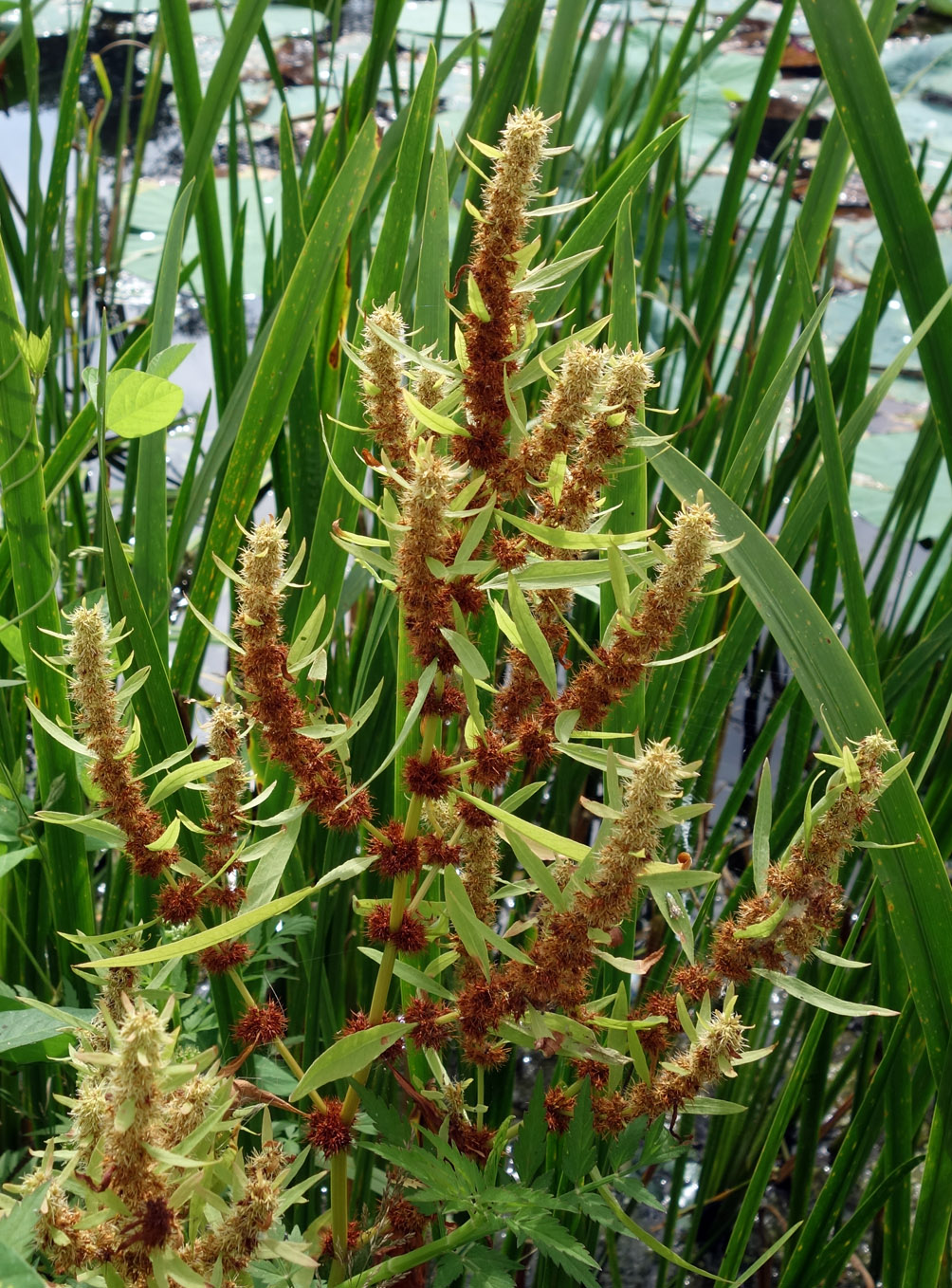 Image of Rumex maritimus specimen.