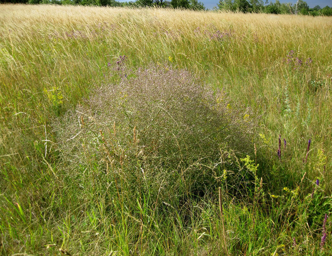 Изображение особи Crambe tataria.