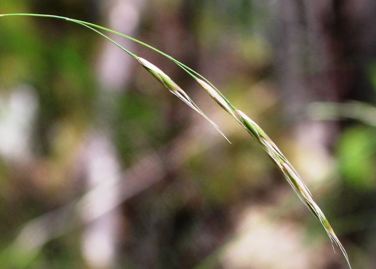 Image of Schizachne callosa specimen.