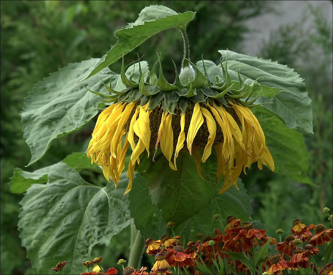 Image of Helianthus annuus specimen.