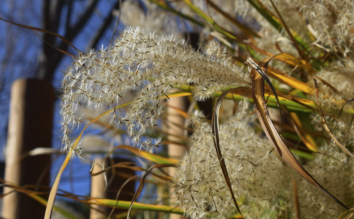 Image of Miscanthus sinensis specimen.