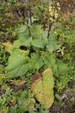 Verbascum nigrum