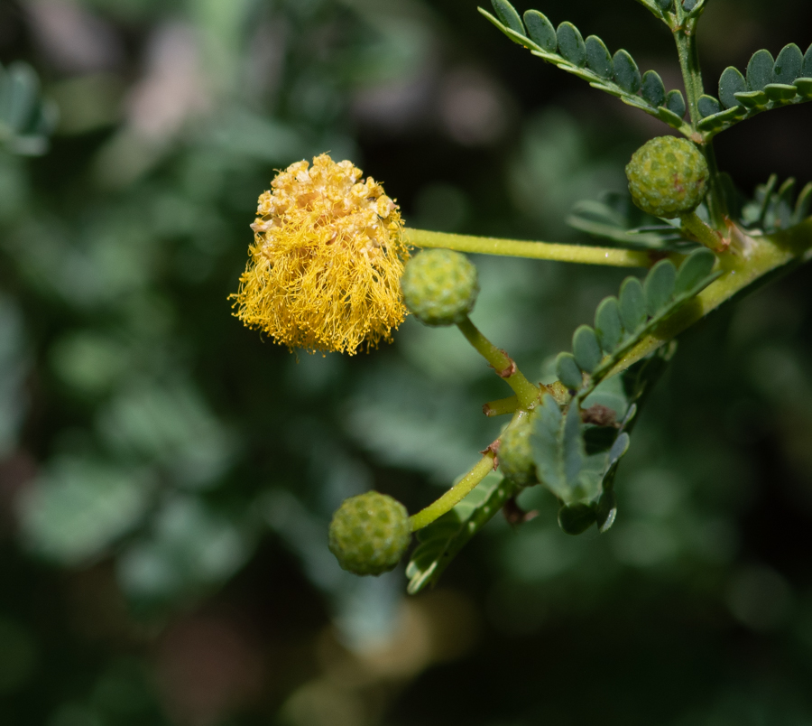 Image of Vachellia hebeclada specimen.