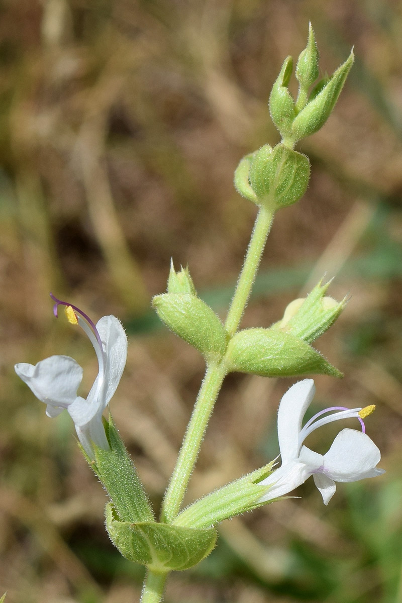 Изображение особи Salvia macrosiphon.