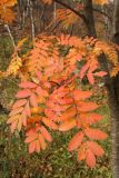 Sorbus subspecies glabrata