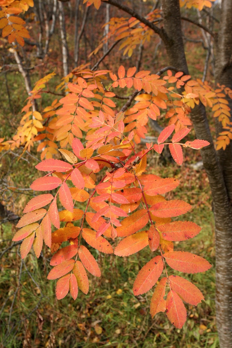 Image of Sorbus aucuparia ssp. glabrata specimen.