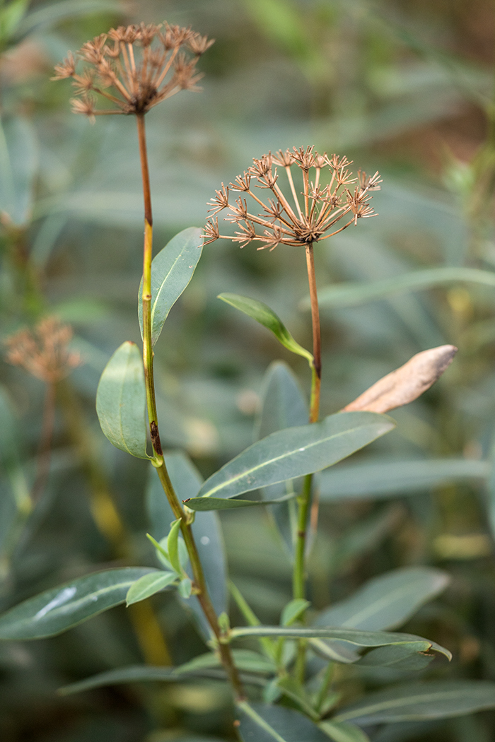 Image of Bupleurum fruticosum specimen.