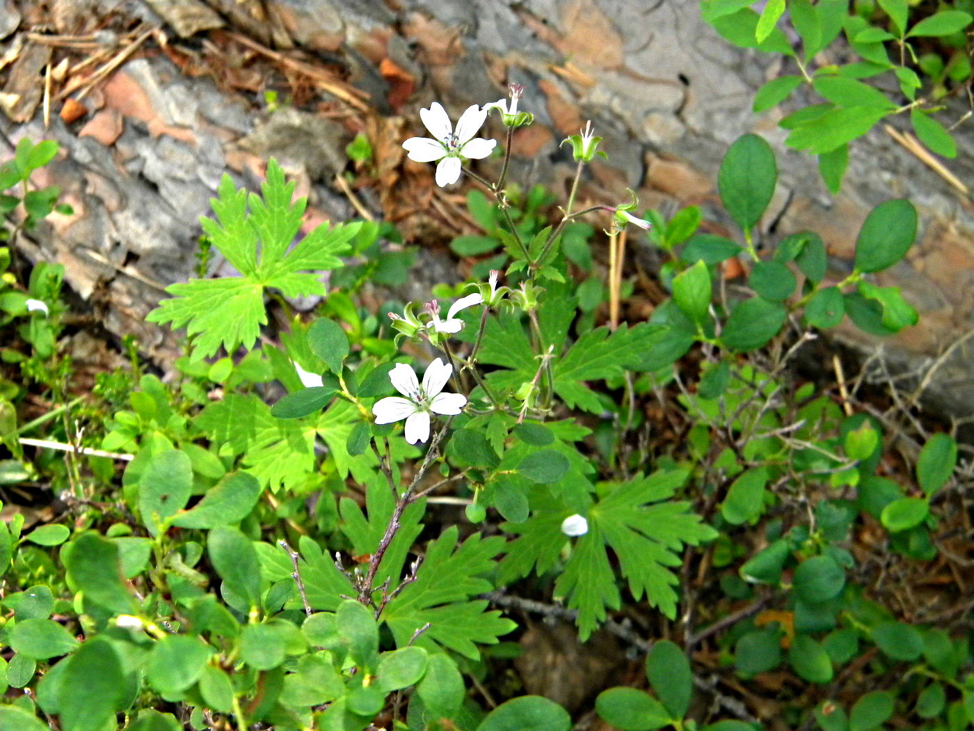 Image of Geranium krylovii specimen.