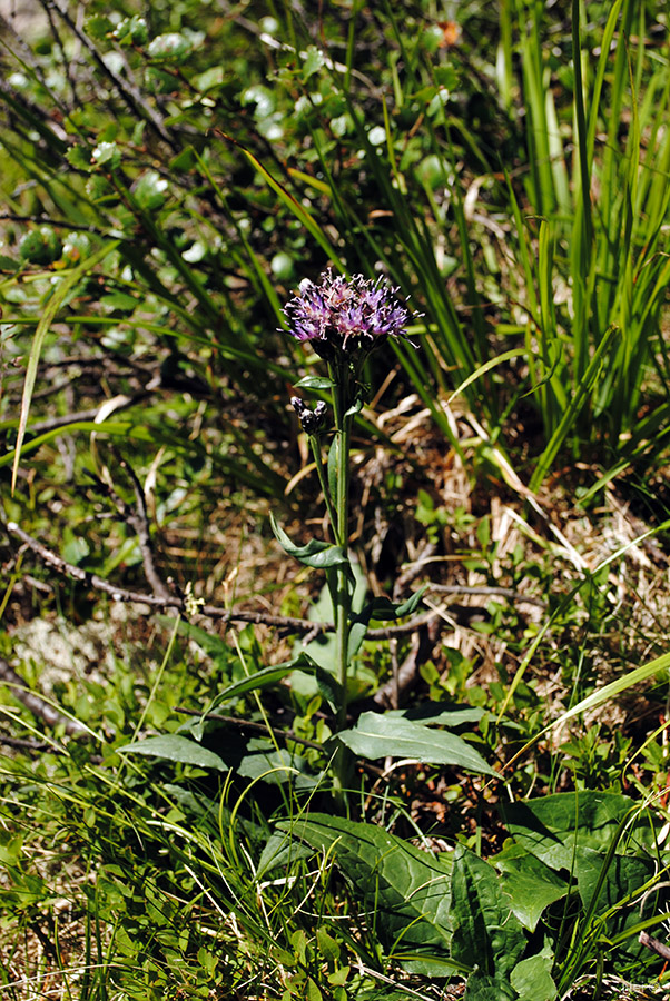 Image of Saussurea parviflora specimen.