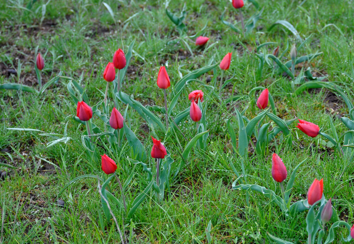 Image of Tulipa suaveolens specimen.