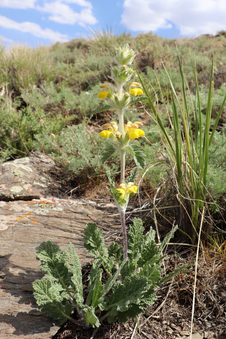 Изображение особи Phlomoides ambigua.