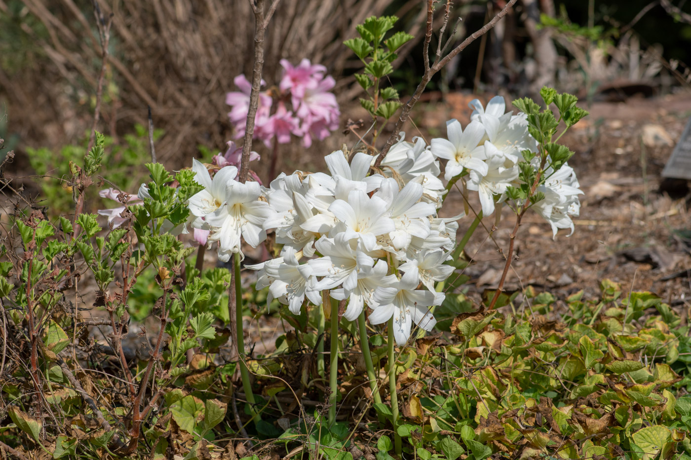 Image of Amaryllis belladonna specimen.