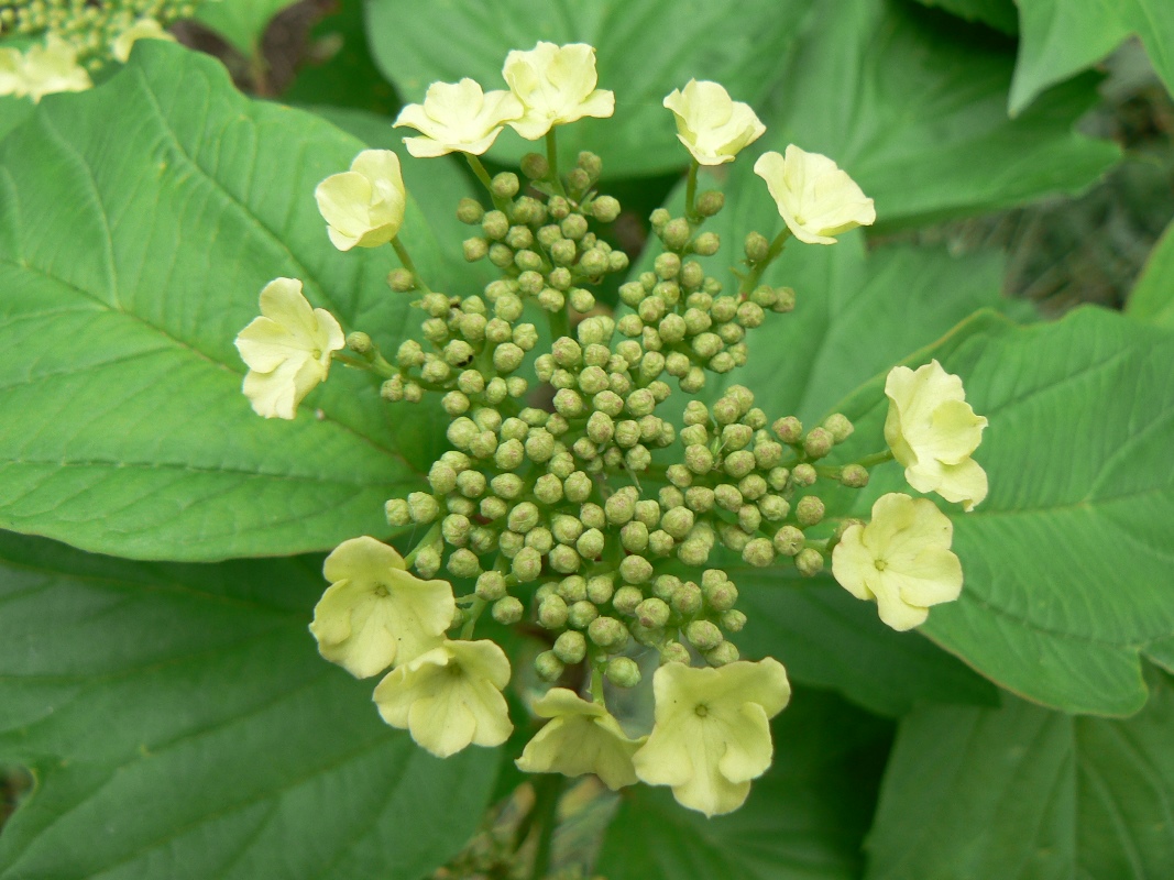 Image of Viburnum sargentii specimen.