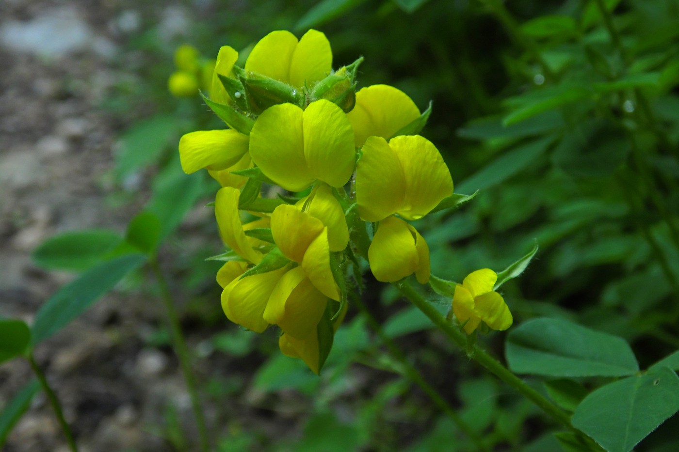 Изображение особи Argyrolobium biebersteinii.