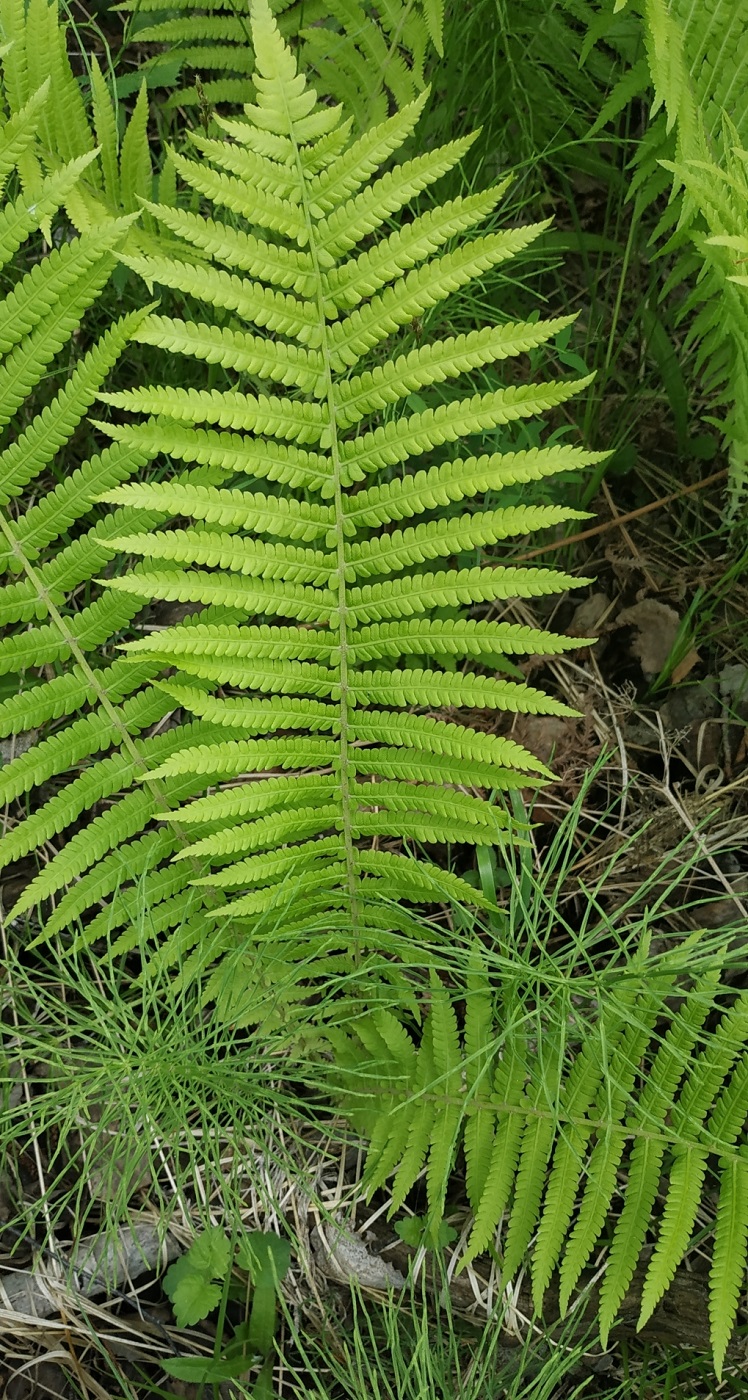 Image of Matteuccia struthiopteris specimen.