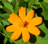 Cosmos sulphureus